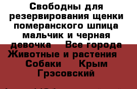 Свободны для резервирования щенки померанского шпица мальчик и черная девочка  - Все города Животные и растения » Собаки   . Крым,Грэсовский